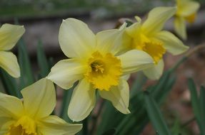 fragrant yellow daffodils on a flowerbed in the garden