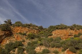green plants on brown mountain