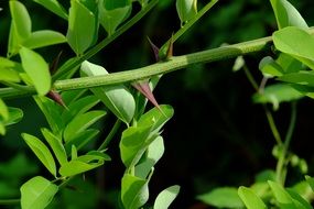 spikes on a branch of a wild rose