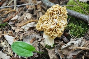 morel among dry foliage in the forest