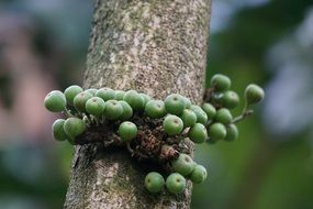 figs on the trunk