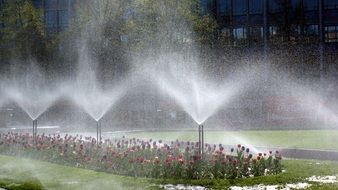 watering flowers in the flowerbed