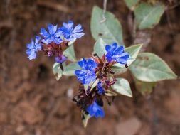 Beautiful wild flowers in the garden