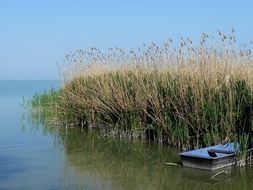 boat in the reeds on the lake