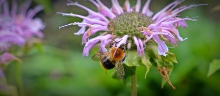 Monarda Didyma flower