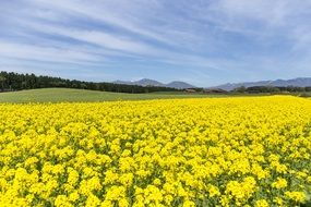 canola field under clear sky