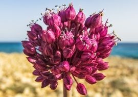 pink unusual flower blossom