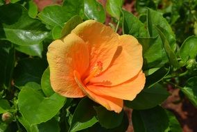 orange hibiscus flower with green leaves