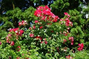 large green shrub with colorful flowers