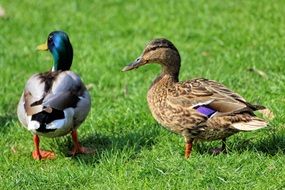 Duck couple in green Meadow portrait