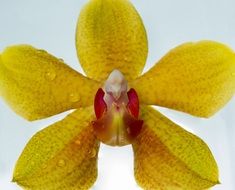 yellow blossom flower plant