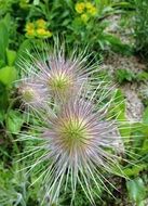 Spikes Thorny