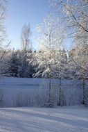 Winter Tree Birch