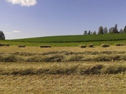 field with mowed wheat