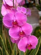 Orchid Flower bright pink blooms