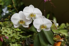 white orchids in the garden