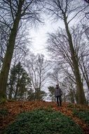 bare trees in Forest at Autumn