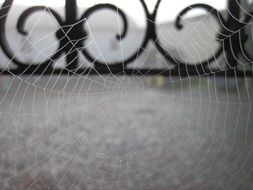Cobweb near the fence