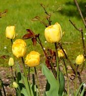 yellow tulips on the garden bed