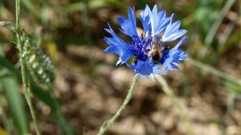 Blue Cornflower