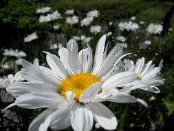 chamomile in summer meadow close up