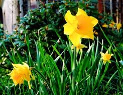 pleasant Daffodils Flowers