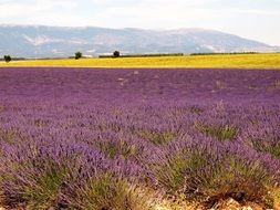 Lavenders in the provence