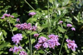 light green butterfly in the summer