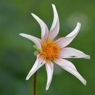 pale pink dahlia flower close-up on blurred background