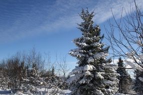 Snowy trees at sunny Winter day