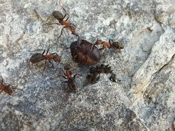 Close-up of the ants