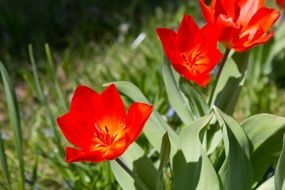 early red tulips in the garden