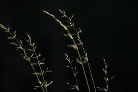 blades of grass with seeds on a black background