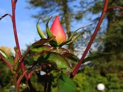 pink rose bud in the garden