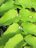 branch with bright green leaves in drops of water close-up