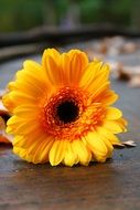 yellow Gerbera, cut flower on wooden table