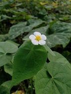 white small flower above big green leaves