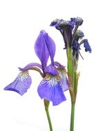 purple iris Flower closeup