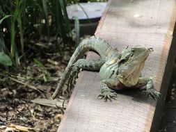 relaxed lizard