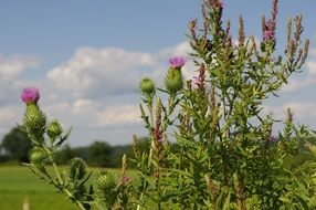 closeup photo of high-rise Thistle with Purple Flowers on Meadow