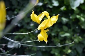 Macro photo of the yellow flowers