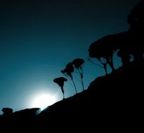 silhouettes of Trees on hill at Sunset sky