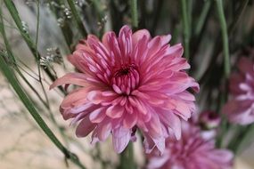 delicate pink daisies in a bouquet