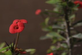 red flowers on a crown of thorns