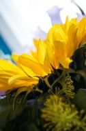 bouquet of sunflowers on a white background