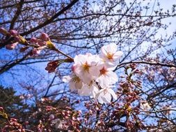 white Tokyo Spring Cherry Blossom close-up on blurred background