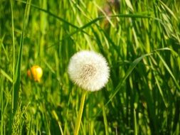 Dandelion seed head in green Grass