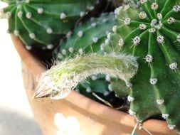 sprout of cactus