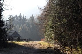 fenced hut in spruce forest, Poland