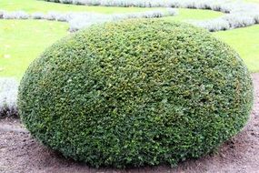 Beautiful green oval bush